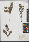 Foto von Salix uva-ursi Pursh